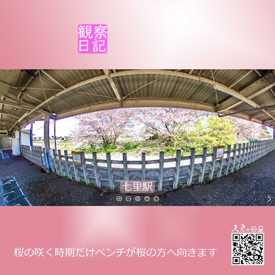 七里駅のホームと桜の木を撮影した写真です。ホームが桜の花びらでピンク色に染まってます。「パシャ」。