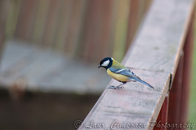 Pitigoi Mare Parus Major Chaffinch