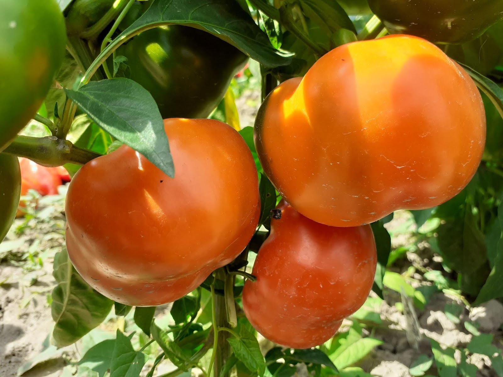 перец сорт фон барон оранжевый. перец фон барон красный. перец сладкий фон барон оранжевый гавриш. перец фон барон оранжевый. перец сладкий фон барон желтый 0,1г гавриш.