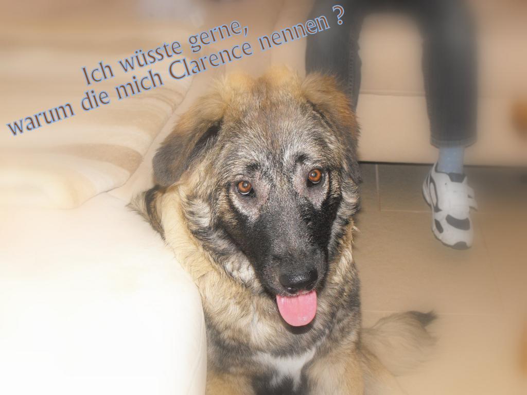 Überraschungspaket Hund ein Hundeblog der zeigt, wie unterschiedlich