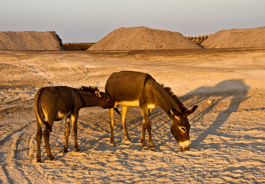 SIBISNUS ETIOPÍA LAGO AFRERA (ETIOPIA)