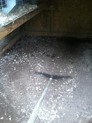 dirt floor for chicken coop 1