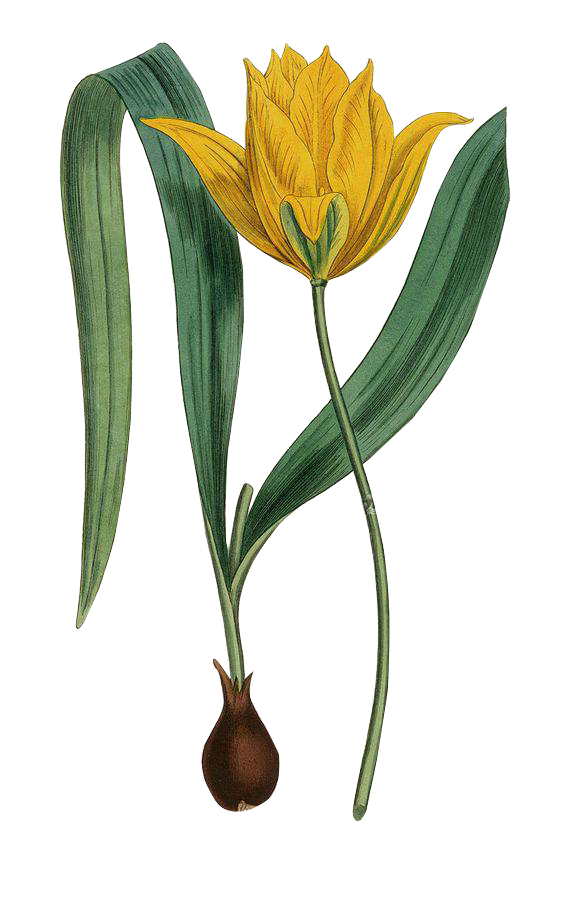 Botanical Flowers | floral designs | Watercolor Illustration | PNG Free