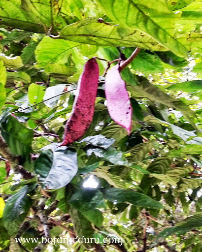 Saraca thaipingensis, Yellow Saraca bean