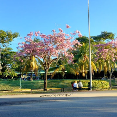 Bunga Sakura Batam, Alternatif Wisata Murah ala ala Negeri Sakura