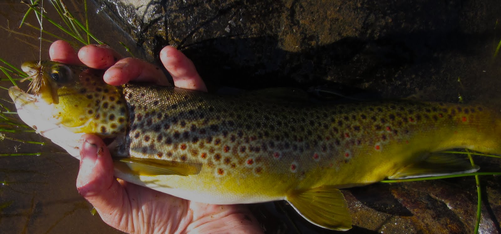 EcoRover Big Hole River Trout Fishing red hot on dry flies
