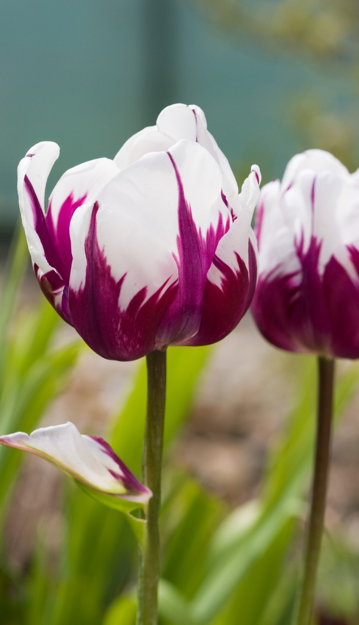 fabulous-beauty-of-tulip-flowers-flowers-and-gardens