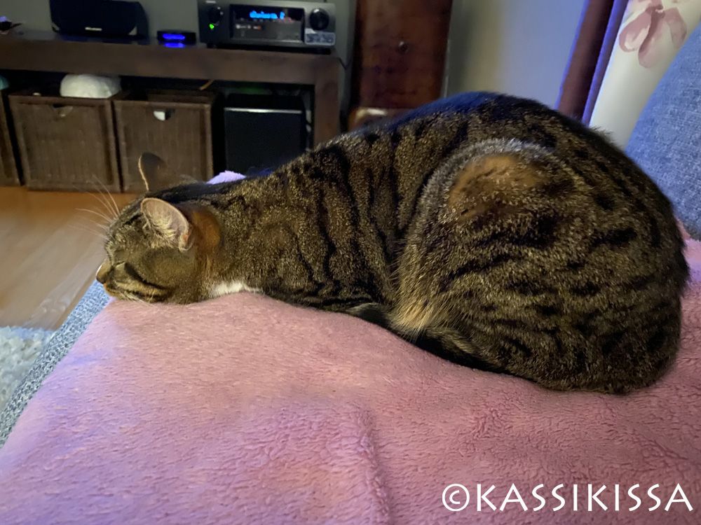 T.S. Eliot. The Old Gumbie Cat