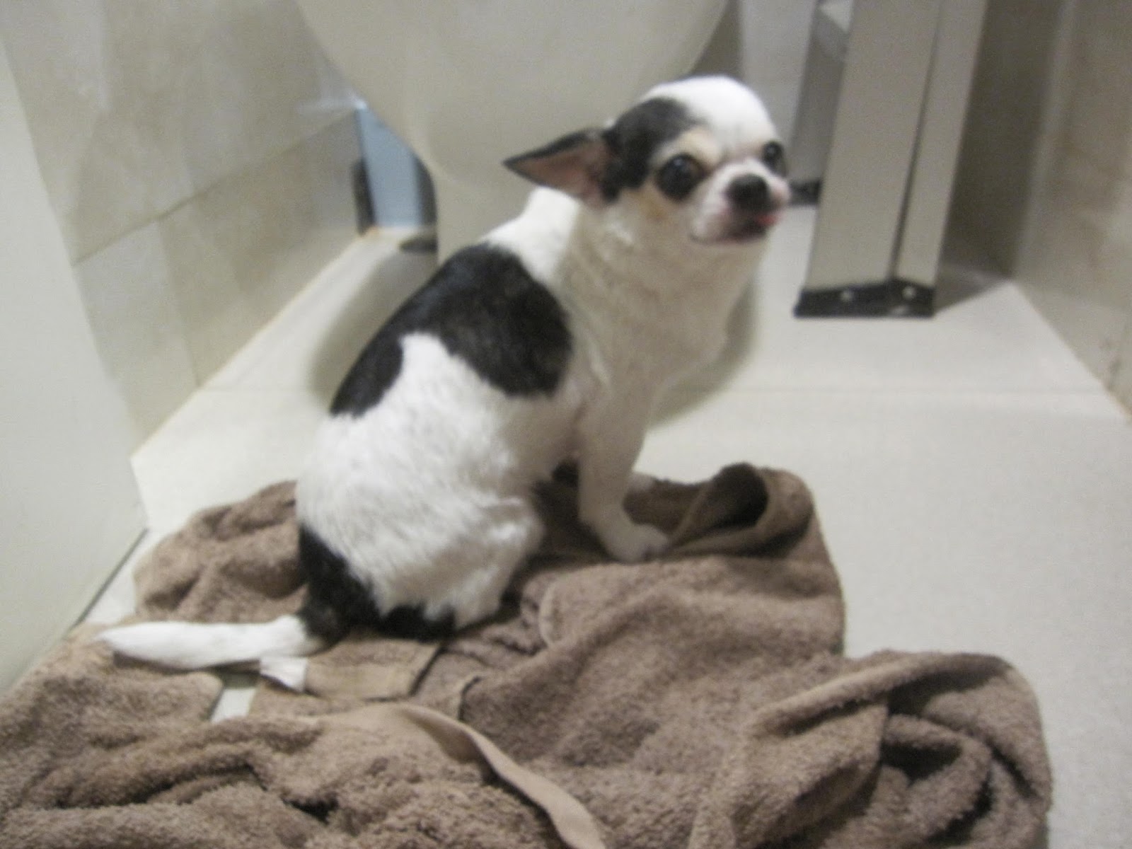 Cut In Sweet Home Pet Grooming Service Ltd. 甜蜜屋專業寵物美容有限公司 GIGI洗白白