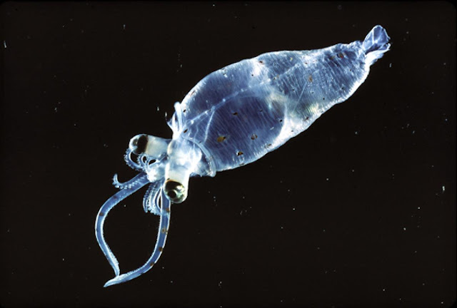 9 Strangest Ocean Phenomena You Wouldn't Believe Actually Exists!