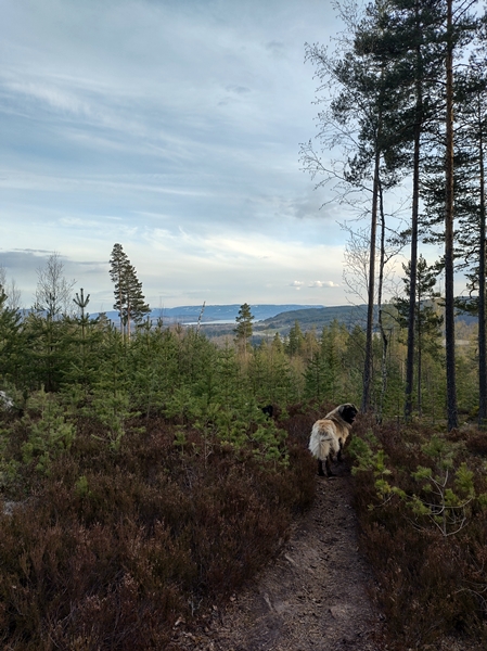 leonberger skautur