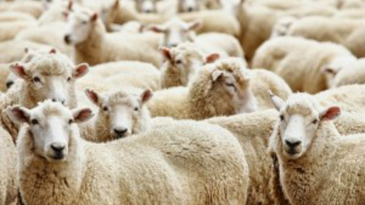 Mt Al Kifahi Al Tsaqafy Fiqih Zakat Hewan Ternak