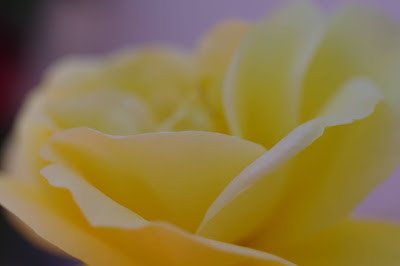 黄色いバラのマクロ撮影