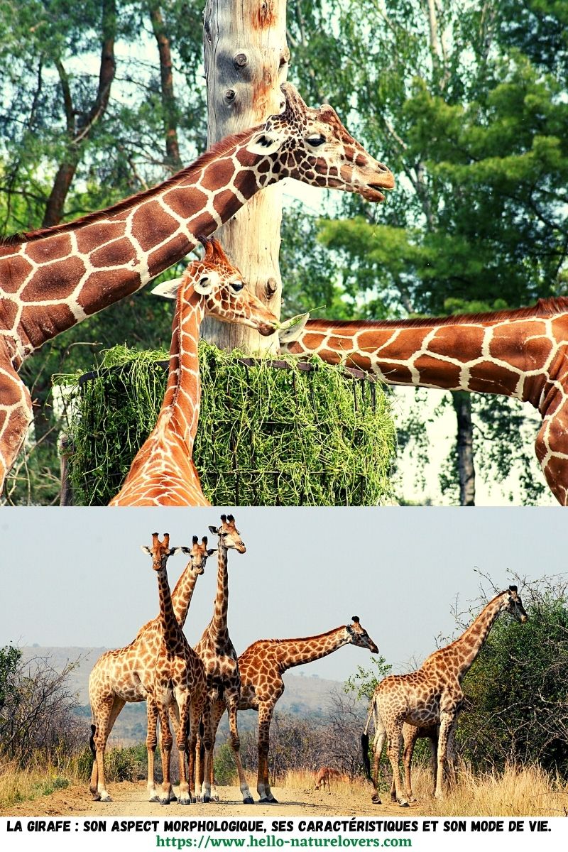 La girafe Giraffa camelopardalis son aspect morphologique ses caractéristiques et son mode de vie