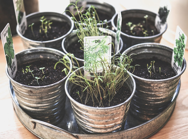 <a href="http://pinterest.com/pin/create/button/?url=https://todoplantas.blogspot.com/2019/08/plantas-medicinales-balcon-jardin.html&amp;media=https://1.bp.blogspot.com/-8Rehfgj4Z00/XWMPr_2ZlpI/AAAAAAAAxvk/jaXURaFdgG8sSErbjyKZ2Gorrvq3PbFzACLcBGAs/s640/aromatic-1851365_1920.jpg" class="pin-it-button"><img src="//assets.pinterest.com/images/PinExt.png"></a>