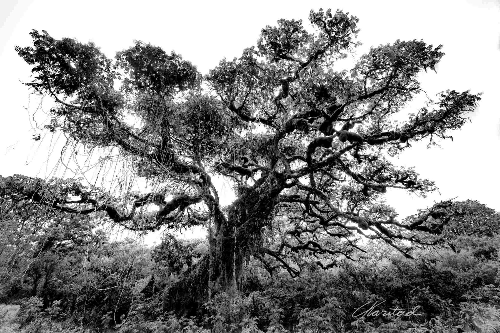 Elsen Karstad's 'PicADay Kenya' East African Rosewood Tree