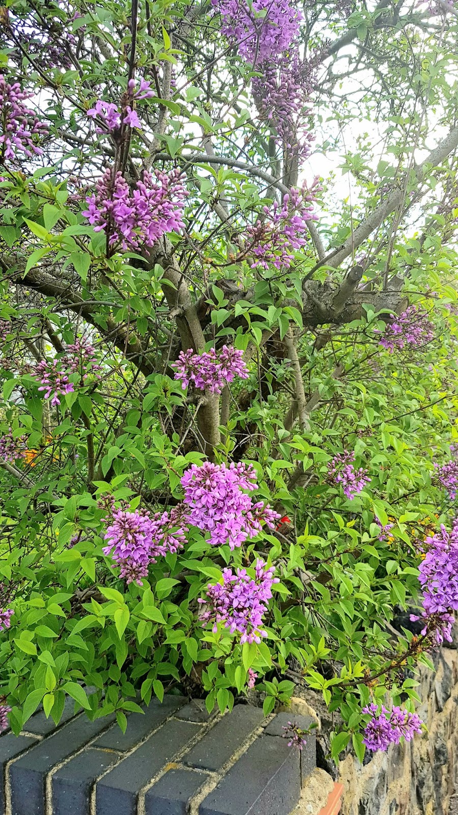 Shrub Thicket Stock Photos Shrub Thicket Stock Images Alamy
