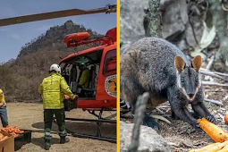 استراليا تستخدم المروحيات لإلقاء الطعام على الحيوانات المتضررة