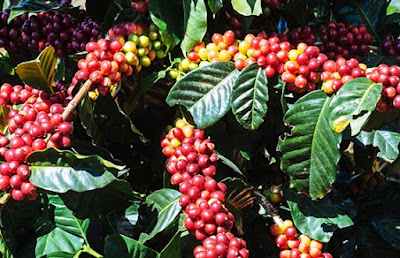 coffea robusta trees - pohon kopi robusta yang sedang berbuah dan sebagian lagi sudah matang siap panen di pohon