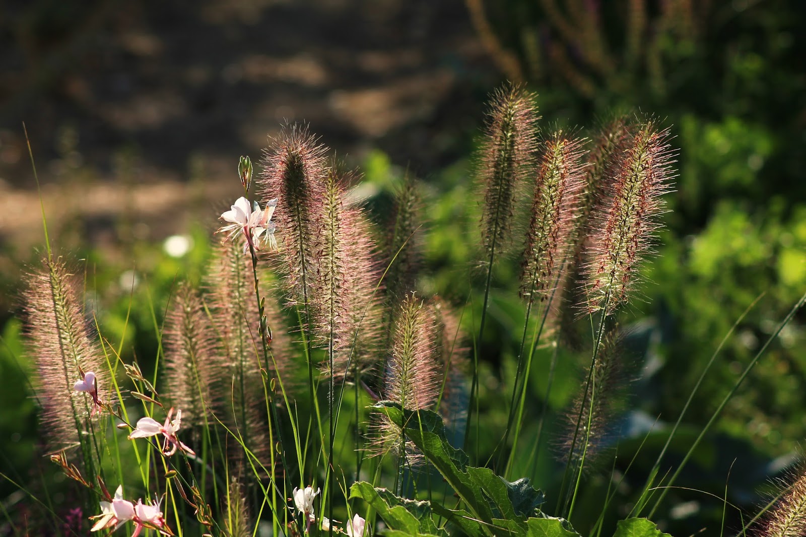 ARAÑAZOS EN EL CIELO: septiembre 2015