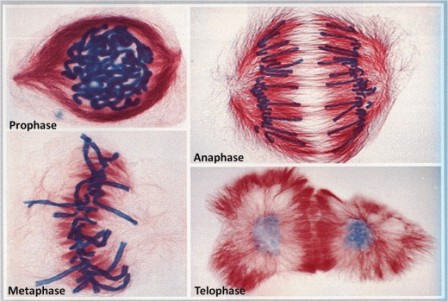 mitosis