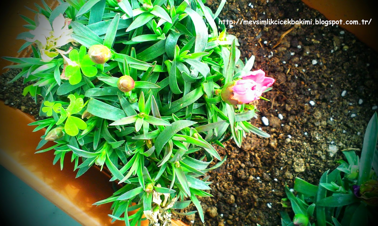 KARANFİL (Dianthus Caryophyllus) BAKIMI Çiçek Bakımı