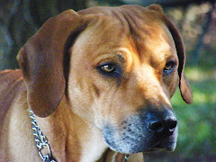 Hector