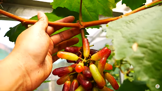 Perawatan Tanaman Setelah Panen Buah Anggur