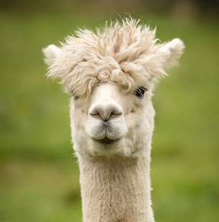 alpaca-3753474_960_720
