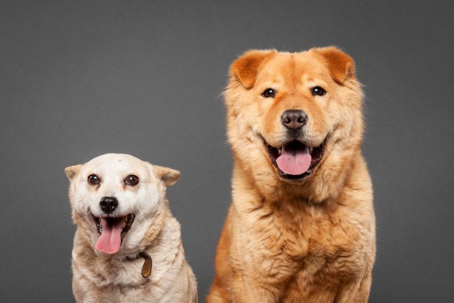 The Craziest Dogs Photography of All Time