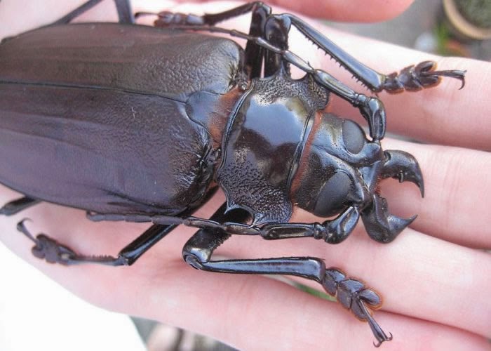 Дровосек титан личинка. Жук актеон. Самый большой жук в мире жук геркулес. Вильчаторогий жук носорог. Жук усач дровосек титан.