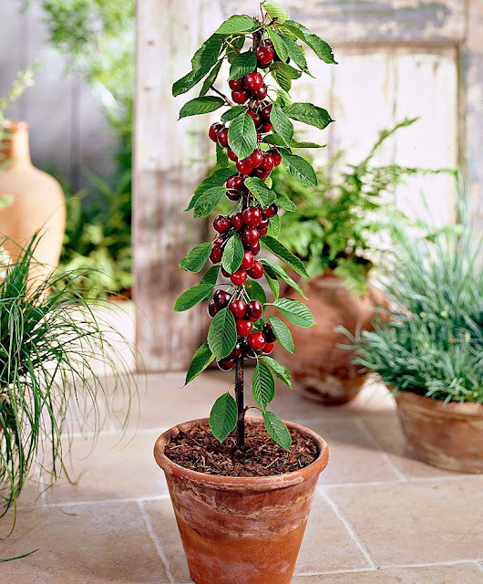 7 Dwarf fruit trees to plant in pots