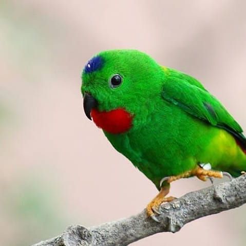15+ Burung serindit gacor terupdate
