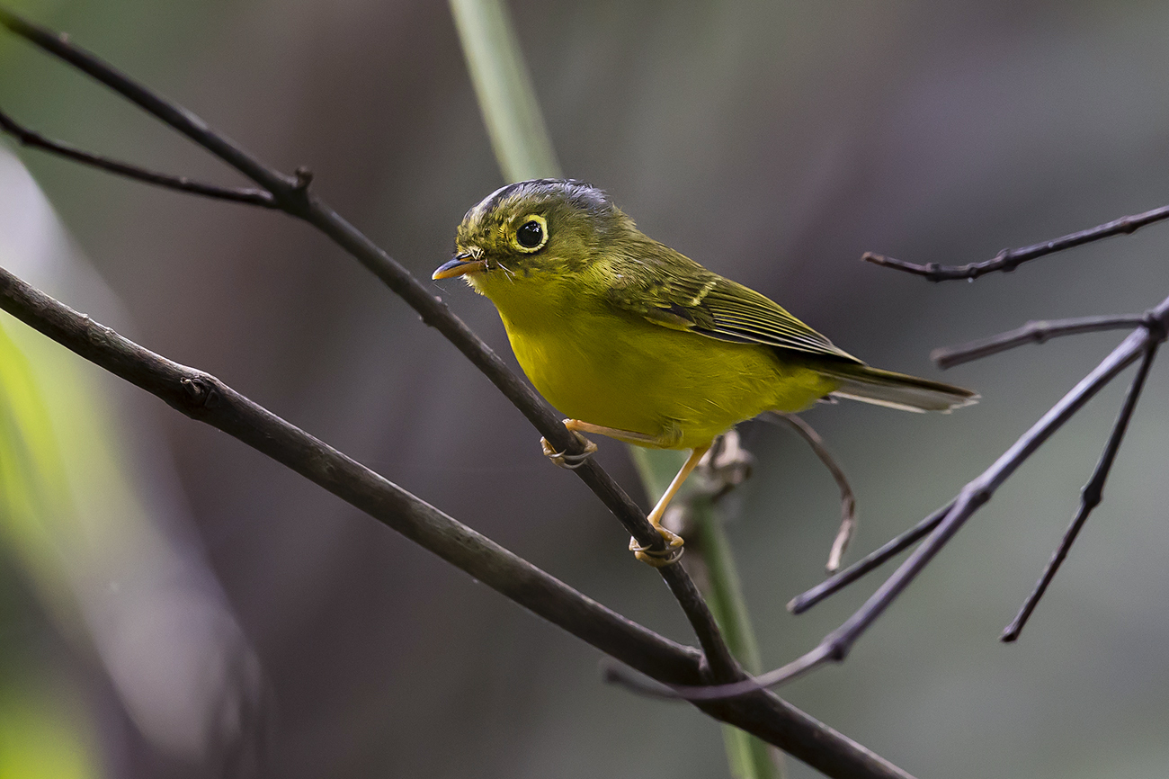 As The Crow Flies a Hong Kong Birding Blog Whitespectacled Warbler