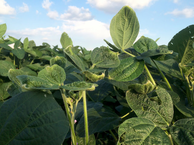 planta de soja