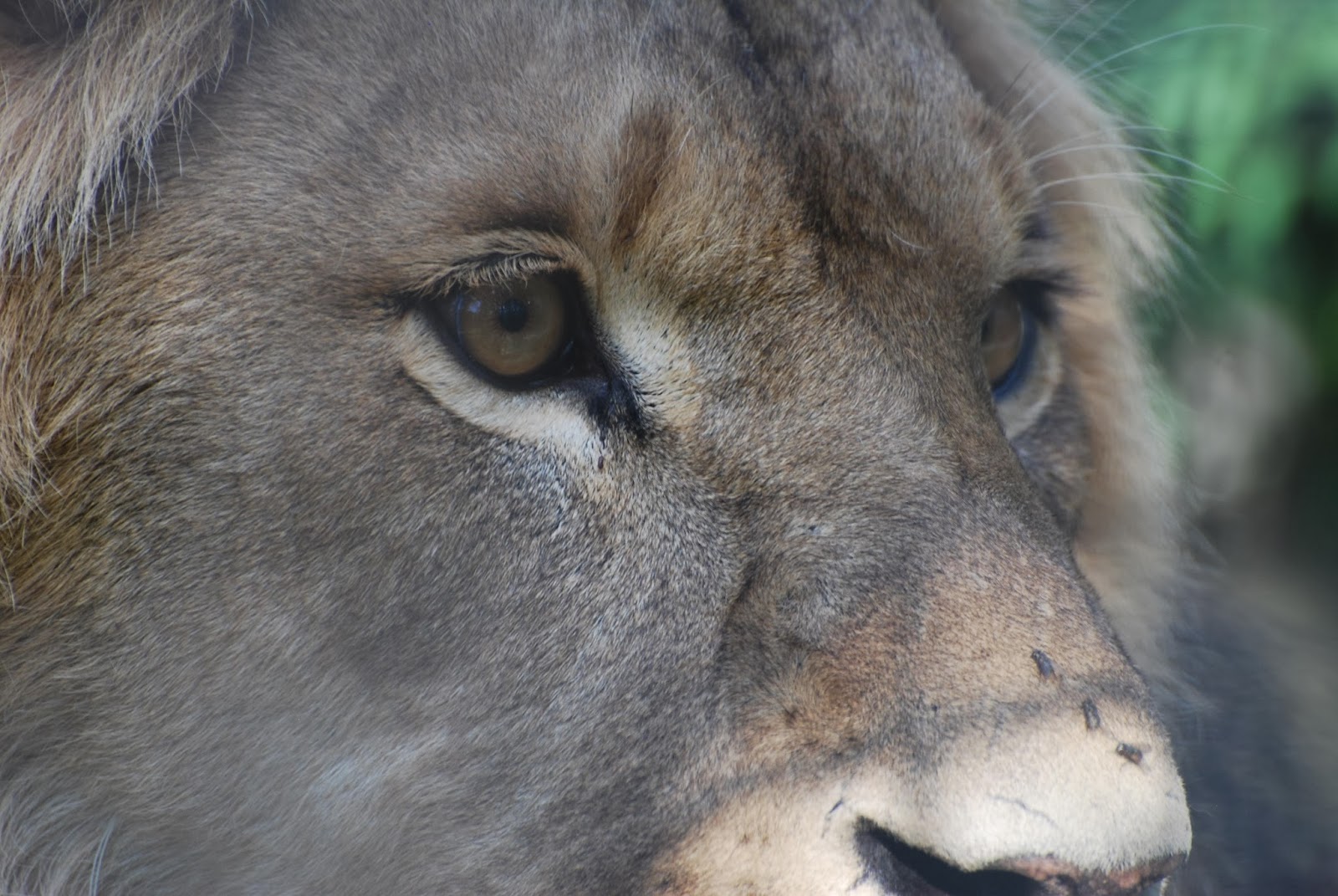 песни царь зверей