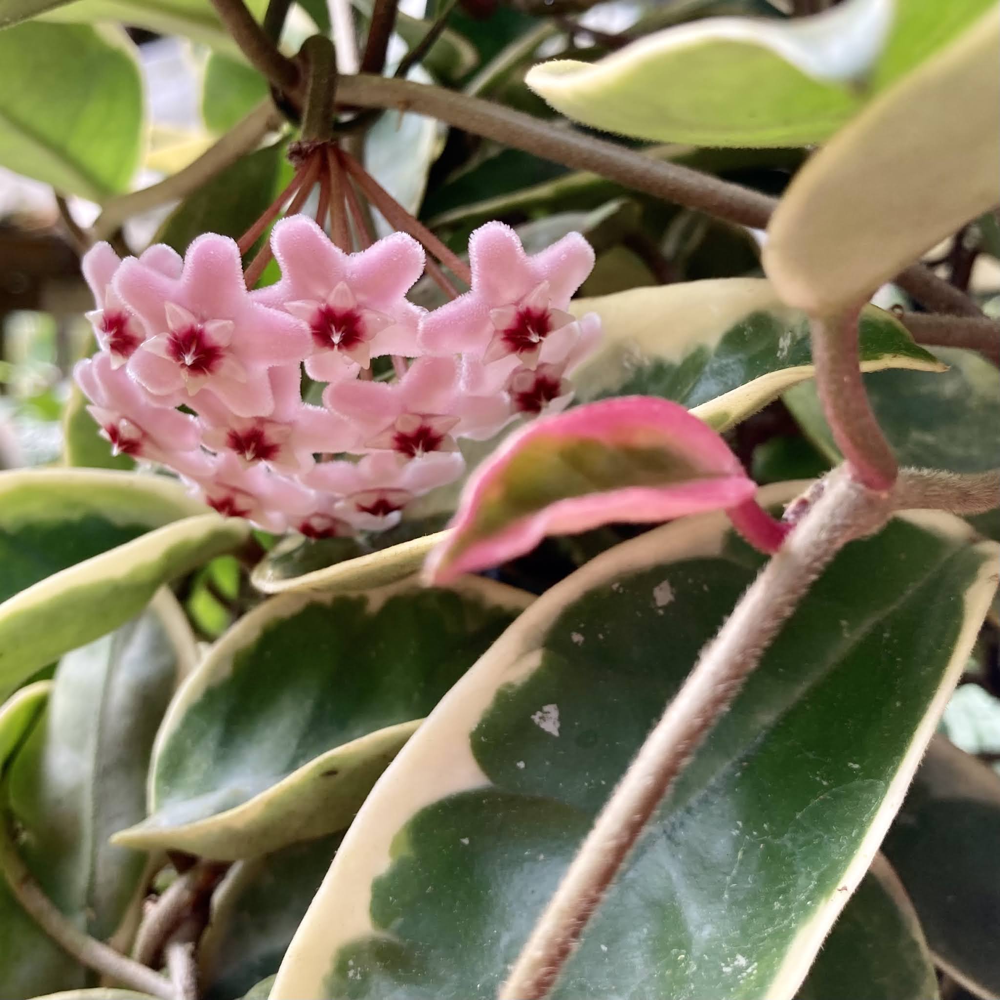 Cactos e Suculentas: Flor de cera - Hoya