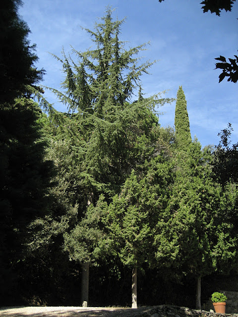 Árboles con alma: Cedro del Himalaya. Cedre. (Cedrus deodora)