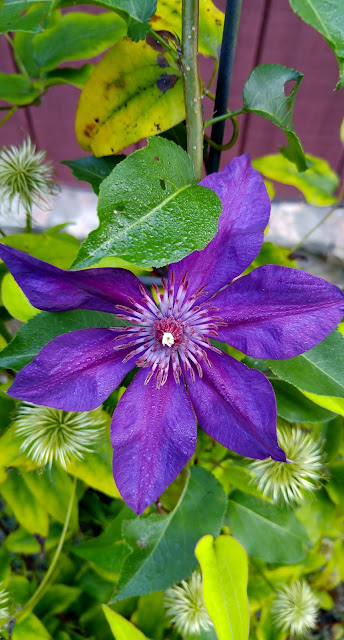 Clematis bloom soaking in the much needed moisture from morning dew