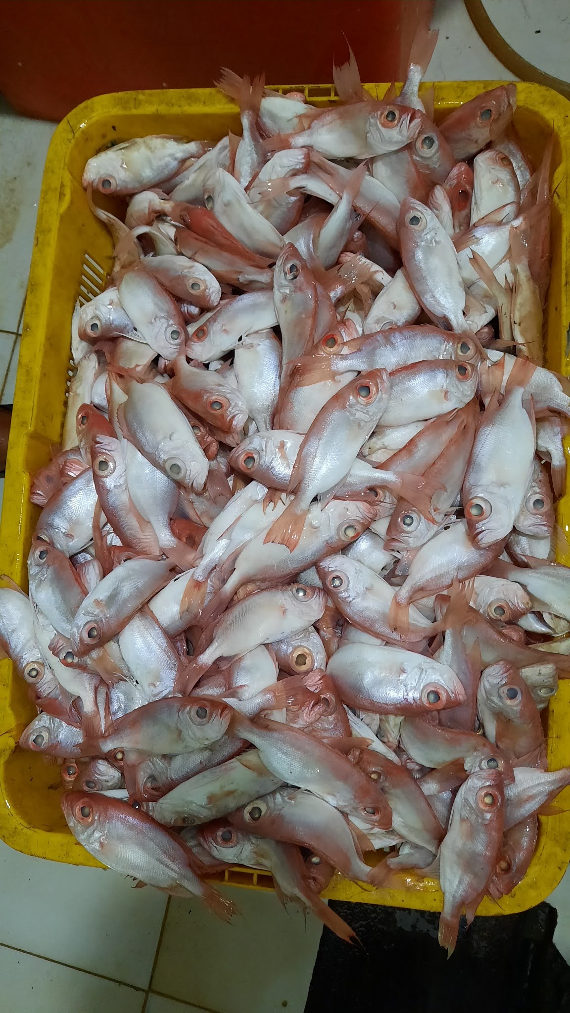 Aquoshofiy - SUPPLIER DAGING IKAN FILLET DAN GILING MUARA ANGKE JAKARTA: Maret 2017