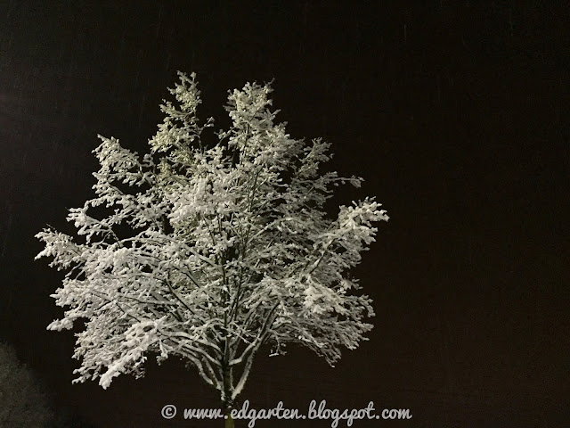 Baum mit Schnee, nachts