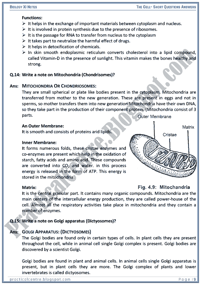 The Cell - Short Questions Answers - Biology XI