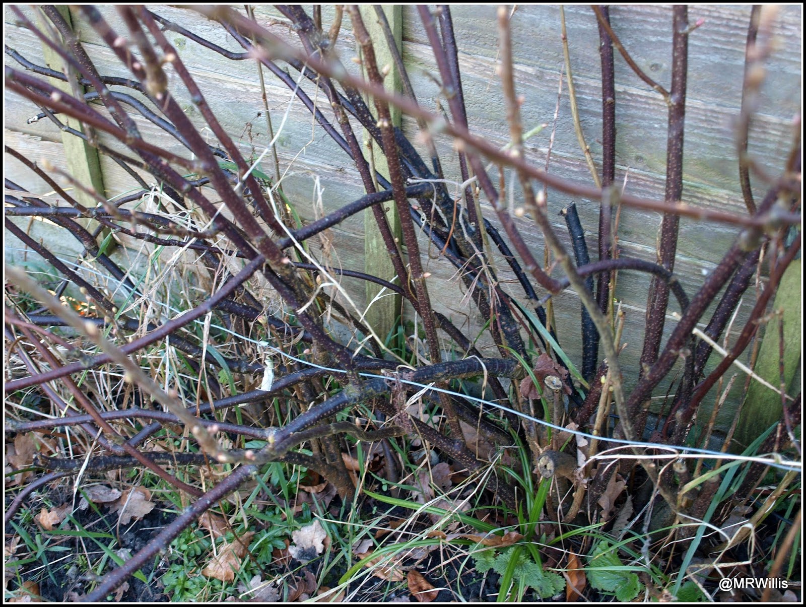 Mark's Veg Plot Pruning currant bushes