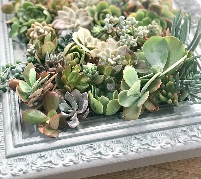 How to Make a Succulent Planter Frame