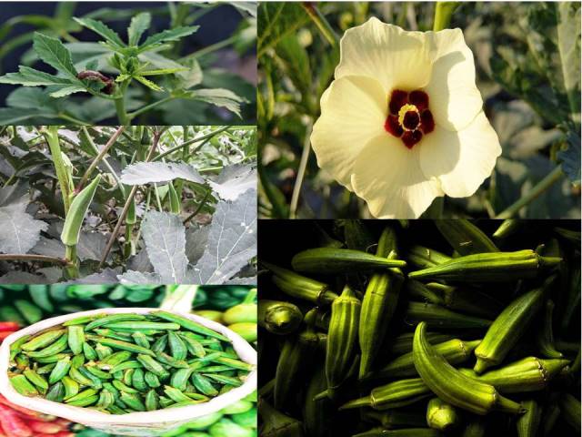 Lady Finger (Okra) Origin History and Cultivation Method