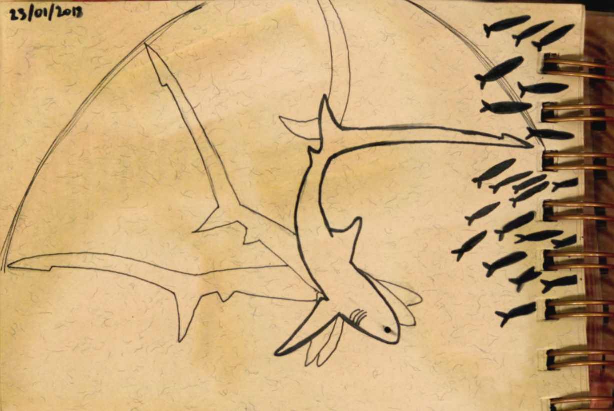 Hunting thresher shark