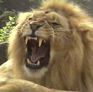 CINDA-lion_roar