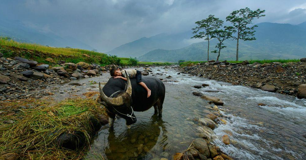 Water Buffalo Facts interesting and wonderful pictures TOOOPIC