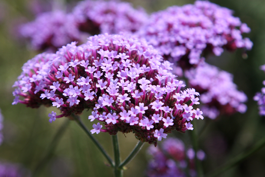 Amboise Daily Photo: tiny purple flowers