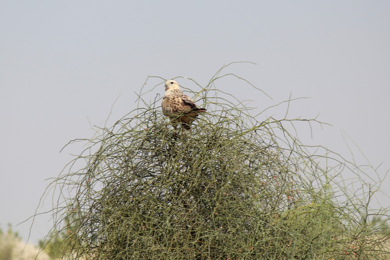Birding Goa Birds of Prey found in goa